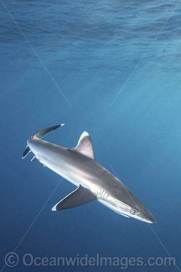 Silvertip Shark (Carcharhinus albimarginatus). Socorro Island, Mexico, Eastern Pacific. Photo - Andy Murch Silvertip Shark (Carcharhinus albimarginatus). Socorro Island, Mexico, Eastern Pacific. Photo - Andy Murch