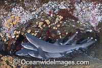 Whitetip Reef Sharks Photo - Andy Murch