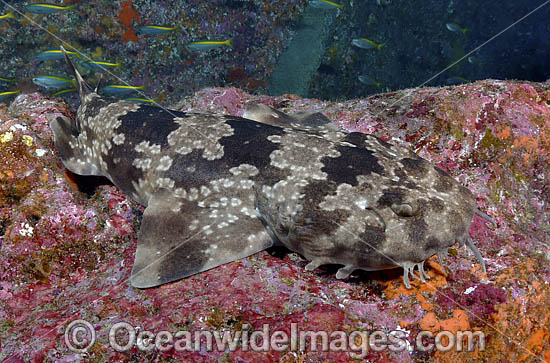 Japanese Wobbegong (Orectolobus japonicus). The only wobbegong species in the northern hemisphere. From Japan, Korea, China, Taiwan and Vietnam. Photo - Andy Murch