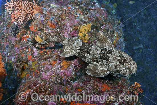 Japanese Wobbegong photo