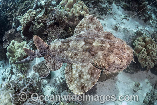 Tasselled Wobbegong Shark photo