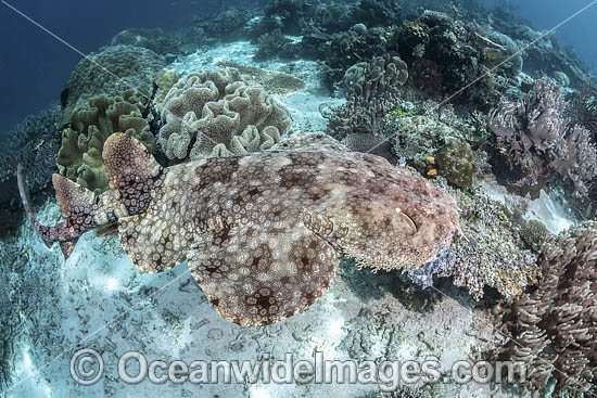 Tasselled Wobbegong Shark photo