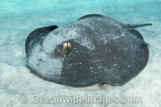 Mangrove Whipray photo