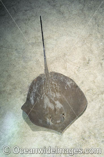 Arabian Banded Whipray photo