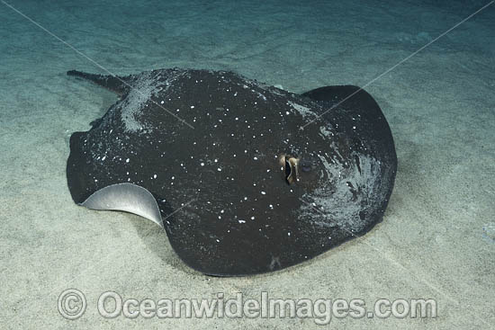 Mangrove Whipray photo