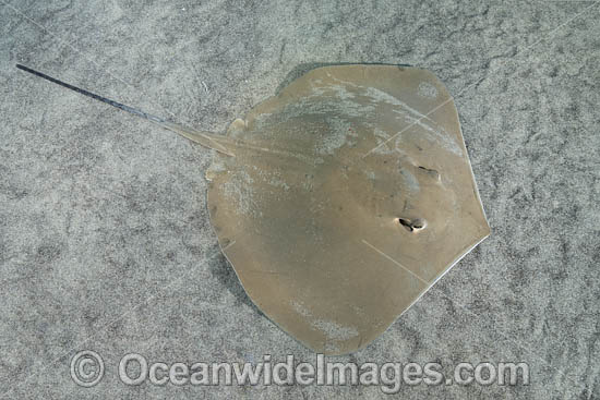 Arabian Banded Whipray photo