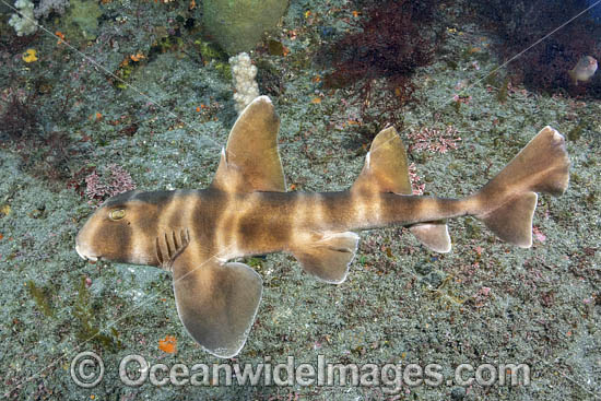 Japanese Bullhead Shark photo Japanese Bullhead Shark photo