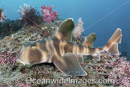 Japanese Bullhead Shark photo Japanese Bullhead Shark photo