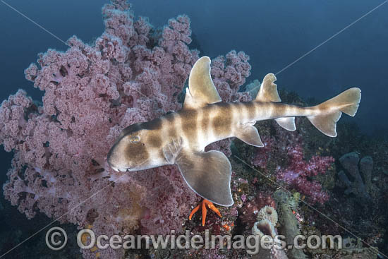 Japanese Bullhead Shark photo Japanese Bullhead Shark photo