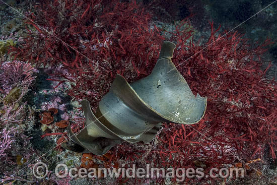 Japanese Bullhead Shark photo