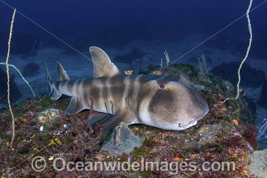 Japanese Bullhead Shark photo