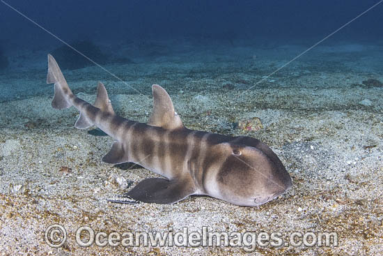 Japanese Bullhead Shark photo