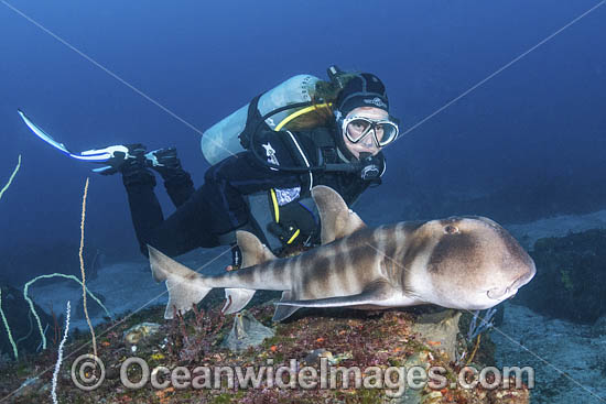 Japanese Bullhead Shark photo Japanese Bullhead Shark photo