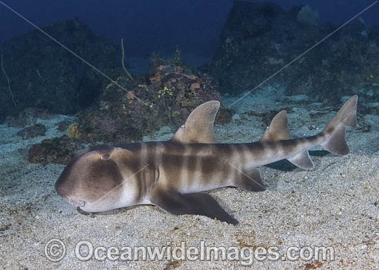 Japanese Bullhead Shark photo Japanese Bullhead Shark photo
