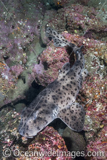 Galapagos Bullhead Shark photo