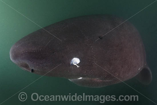 Pacific Sleeper Shark photo Pacific Sleeper Shark photo