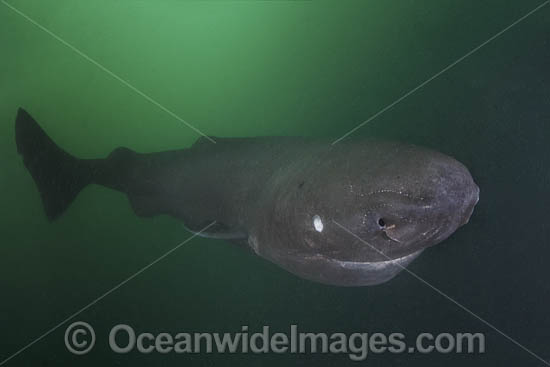 Pacific Sleeper Shark (Somniosus pacificus). A close relative of the Greenland Shark. Prince William Sound, Alaska, North Pacific. Photo - Andy Murch