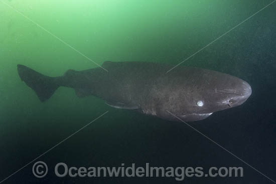 Pacific Sleeper Shark (Somniosus pacificus). A close relative of the Greenland Shark. Prince William Sound, Alaska, North Pacific. Photo - Andy Murch