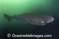 Pacific Sleeper Shark Photo - Andy Murch