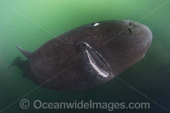 Pacific Sleeper Shark photo