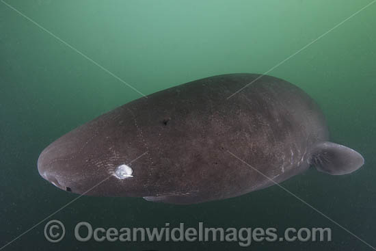Pacific Sleeper Shark (Somniosus pacificus). A close relative of the Greenland Shark. Prince William Sound, Alaska, North Pacific. Photo - Andy Murch Pacific Sleeper Shark (Somniosus pacificus). A close relative of the Greenland Shark. Prince William Sound, Alaska, North Pacific. Photo - Andy Murch