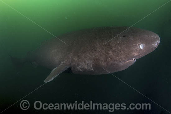 Pacific Sleeper Shark (Somniosus pacificus). A close relative of the Greenland Shark. Prince William Sound, Alaska, North Pacific. Photo - Andy Murch Pacific Sleeper Shark (Somniosus pacificus). A close relative of the Greenland Shark. Prince William Sound, Alaska, North Pacific. Photo - Andy Murch
