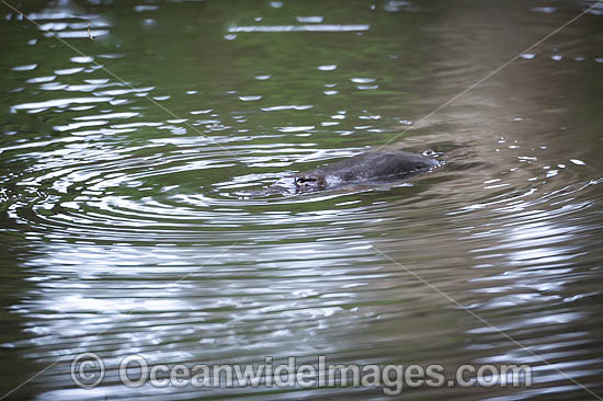 Duck-billed Platypus (Ornithorhynchus anatinus). Photo taken in Orara River, west of Coffs Harbour, New South Wales, Australia. Platypus are monotremes (egg laying mammals). Photo - Gary Bell Duck-billed Platypus (Ornithorhynchus anatinus). Photo taken in Orara River, west of Coffs Harbour, New South Wales, Australia. Platypus are monotremes (egg laying mammals). Photo - Gary Bell