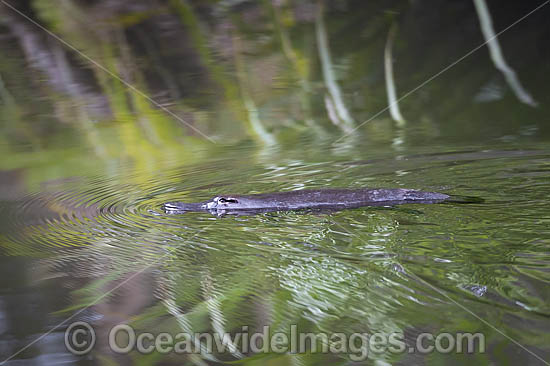 Platypus photo Platypus photo