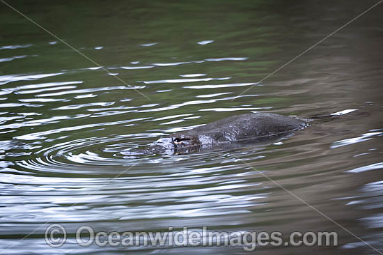 Platypus photo Platypus photo