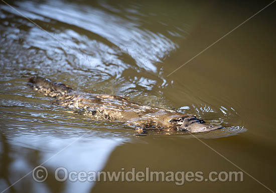 Duck-billed Platypus (Ornithorhynchus anatinus). Photo taken in Orara River, west of Coffs Harbour, New South Wales, Australia. Platypus are monotremes (egg laying mammals). Photo - Gary Bell
