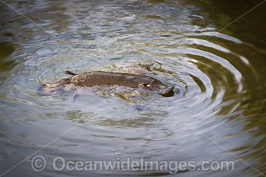 Platypus photo Platypus photo