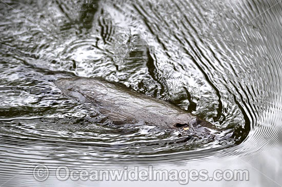 Duck-billed Platypus (Ornithorhynchus anatinus). Photo taken in Orara River, west of Coffs Harbour, New South Wales, Australia. Platypus are monotremes (egg laying mammals). Photo - Gary Bell Duck-billed Platypus (Ornithorhynchus anatinus). Photo taken in Orara River, west of Coffs Harbour, New South Wales, Australia. Platypus are monotremes (egg laying mammals). Photo - Gary Bell