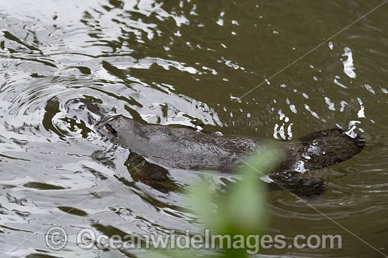 Duck-billed Platypus (Ornithorhynchus anatinus). Photo taken in Orara River, west of Coffs Harbour, New South Wales, Australia. Platypus are monotremes (egg laying mammals). Photo - Gary Bell Duck-billed Platypus (Ornithorhynchus anatinus). Photo taken in Orara River, west of Coffs Harbour, New South Wales, Australia. Platypus are monotremes (egg laying mammals). Photo - Gary Bell