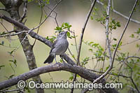 Grey Shrike-thrush Photo - Gary Bell