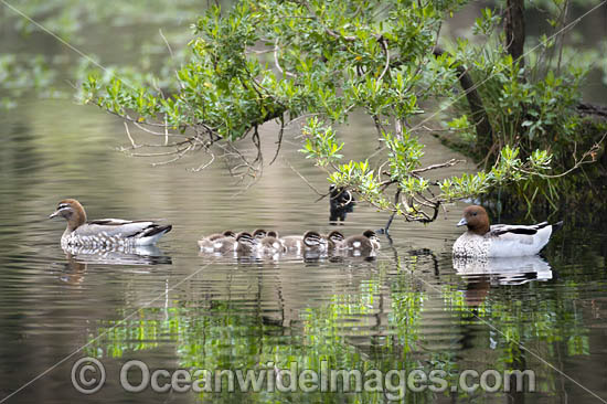 Australian Wood Duck (Chenonetta jubata), male and female with ducklings. Also known as Maned Duck or Maned Goose. Found in grasslands, open woodlands, wetlands, flooded pastures, and coastal inlets and bays throughout Australia. Photo - Gary Bell Australian Wood Duck (Chenonetta jubata), male and female with ducklings. Also known as Maned Duck or Maned Goose. Found in grasslands, open woodlands, wetlands, flooded pastures, and coastal inlets and bays throughout Australia. Photo - Gary Bell