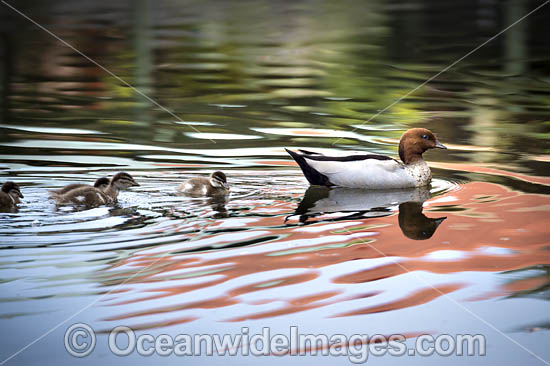 Australian Wood Duck (Chenonetta jubata), male with ducklings. Also known as Maned Duck or Maned Goose. Found in grasslands, open woodlands, wetlands, flooded pastures, and coastal inlets and bays throughout Australia. Photo - Gary Bell Australian Wood Duck (Chenonetta jubata), male with ducklings. Also known as Maned Duck or Maned Goose. Found in grasslands, open woodlands, wetlands, flooded pastures, and coastal inlets and bays throughout Australia. Photo - Gary Bell
