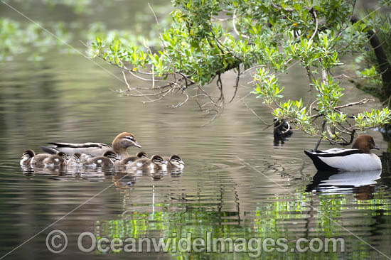 Australian Wood Duck (Chenonetta jubata), male and female with ducklings. Also known as Maned Duck or Maned Goose. Found in grasslands, open woodlands, wetlands, flooded pastures, and coastal inlets and bays throughout Australia. Photo - Gary Bell Australian Wood Duck (Chenonetta jubata), male and female with ducklings. Also known as Maned Duck or Maned Goose. Found in grasslands, open woodlands, wetlands, flooded pastures, and coastal inlets and bays throughout Australia. Photo - Gary Bell