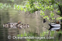 Australian Wood Ducks Photo - Gary Bell