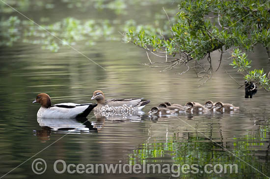 Australian Wood Duck (Chenonetta jubata), male and female with ducklings. Also known as Maned Duck or Maned Goose. Found in grasslands, open woodlands, wetlands, flooded pastures, and coastal inlets and bays throughout Australia. Photo - Gary Bell Australian Wood Duck (Chenonetta jubata), male and female with ducklings. Also known as Maned Duck or Maned Goose. Found in grasslands, open woodlands, wetlands, flooded pastures, and coastal inlets and bays throughout Australia. Photo - Gary Bell