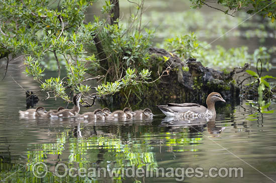 Australian Wood Ducks photo