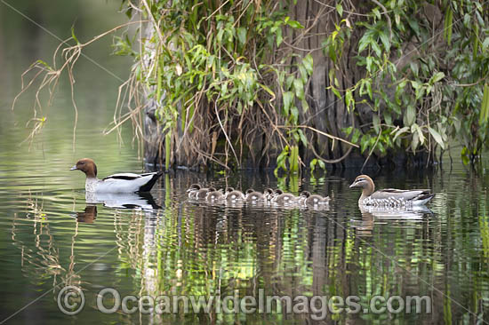 Australian Wood Duck (Chenonetta jubata), male and female with ducklings. Also known as Maned Duck or Maned Goose. Found in grasslands, open woodlands, wetlands, flooded pastures, and coastal inlets and bays throughout Australia. Photo - Gary Bell