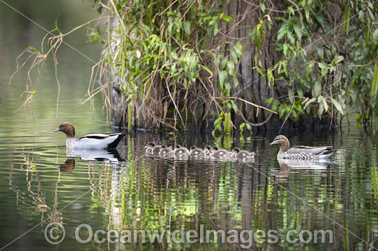 Australian Wood Duck (Chenonetta jubata), male and female with ducklings. Also known as Maned Duck or Maned Goose. Found in grasslands, open woodlands, wetlands, flooded pastures, and coastal inlets and bays throughout Australia. Photo - Gary Bell Australian Wood Duck (Chenonetta jubata), male and female with ducklings. Also known as Maned Duck or Maned Goose. Found in grasslands, open woodlands, wetlands, flooded pastures, and coastal inlets and bays throughout Australia. Photo - Gary Bell