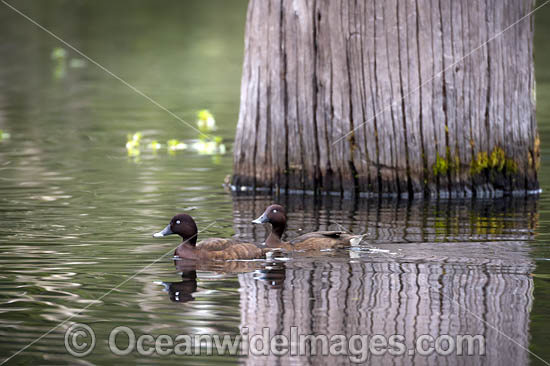 Hardhead (Aythya australis), two males. Also known as White eyed Duck. Found in wet coastal regions of Australia. Also New Guinea, New Zealand and Pacific Islands. Photo - Gary Bell Hardhead (Aythya australis), two males. Also known as White eyed Duck. Found in wet coastal regions of Australia. Also New Guinea, New Zealand and Pacific Islands. Photo - Gary Bell