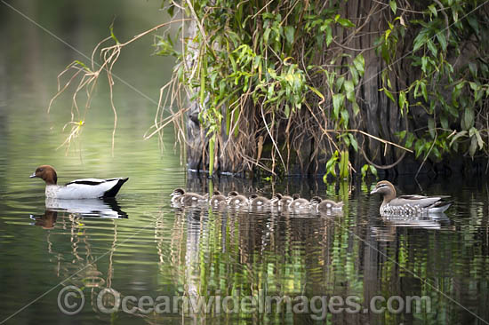 Australian Wood Duck (Chenonetta jubata), male and female with ducklings. Also known as Maned Duck or Maned Goose. Found in grasslands, open woodlands, wetlands, flooded pastures, and coastal inlets and bays throughout Australia. Photo - Gary Bell