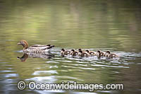 Duck with Ducklings Photo - Gary Bell