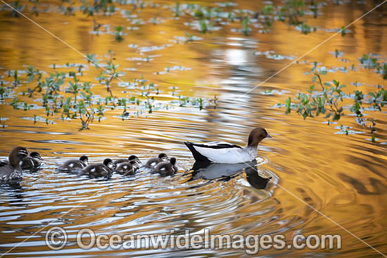 Australian Wood Ducks photo