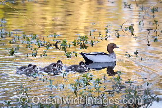 Australian Wood Duck (Chenonetta jubata), male with ducklings. Also known as Maned Duck or Maned Goose. Found in grasslands, open woodlands, wetlands, flooded pastures, and coastal inlets and bays throughout Australia. Photo - Gary Bell