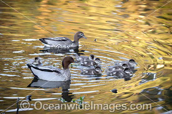 Australian Wood Duck (Chenonetta jubata), male and female with ducklings. Also known as Maned Duck or Maned Goose. Found in grasslands, open woodlands, wetlands, flooded pastures, and coastal inlets and bays throughout Australia. Photo - Gary Bell Australian Wood Duck (Chenonetta jubata), male and female with ducklings. Also known as Maned Duck or Maned Goose. Found in grasslands, open woodlands, wetlands, flooded pastures, and coastal inlets and bays throughout Australia. Photo - Gary Bell