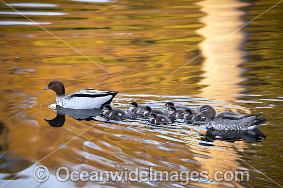 Australian Wood Duck (Chenonetta jubata), male and female with ducklings. Also known as Maned Duck or Maned Goose. Found in grasslands, open woodlands, wetlands, flooded pastures, and coastal inlets and bays throughout Australia. Photo - Gary Bell Australian Wood Duck (Chenonetta jubata), male and female with ducklings. Also known as Maned Duck or Maned Goose. Found in grasslands, open woodlands, wetlands, flooded pastures, and coastal inlets and bays throughout Australia. Photo - Gary Bell