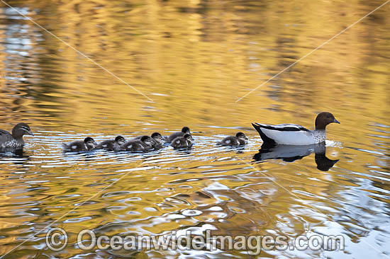 Australian Wood Ducks photo